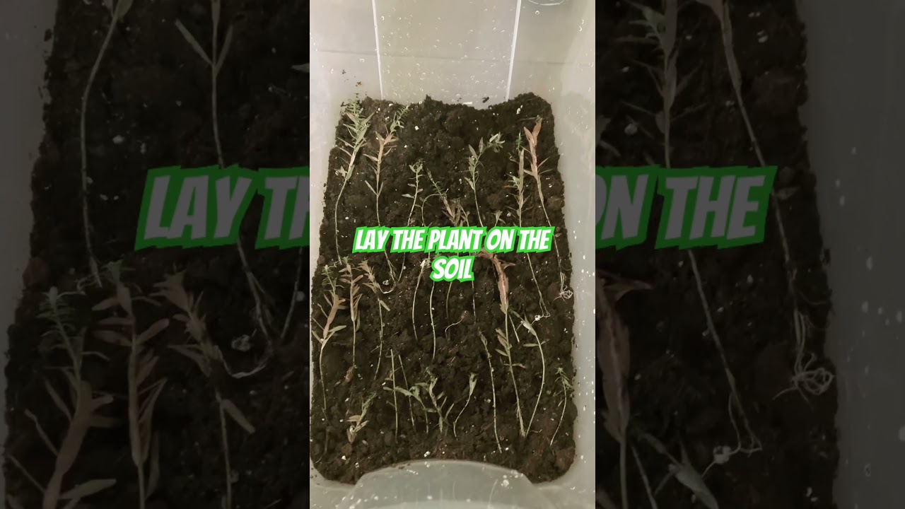 How To Grow Emersed Aquarium Plants 🌱