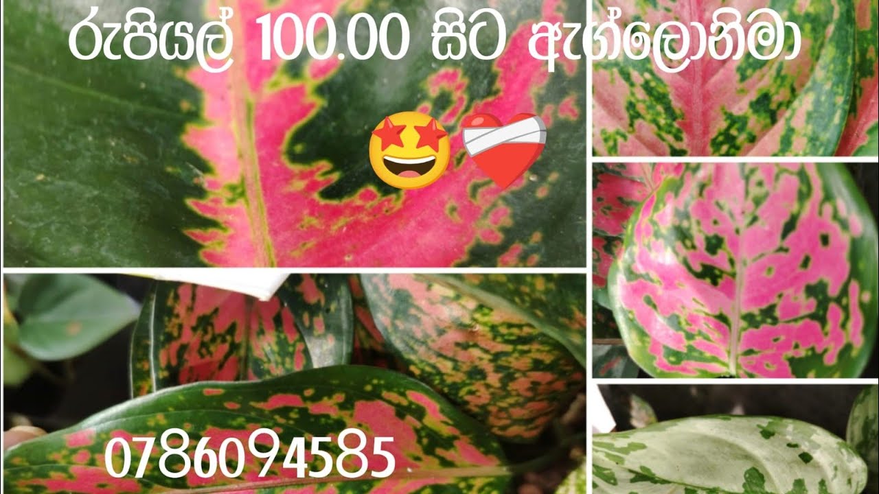 Rs 100 සිට ඇග්ලොනිමා වර්ග.#078 609 4585 whatsapp message යොමු කරන්න.# gardening flowers #plant###