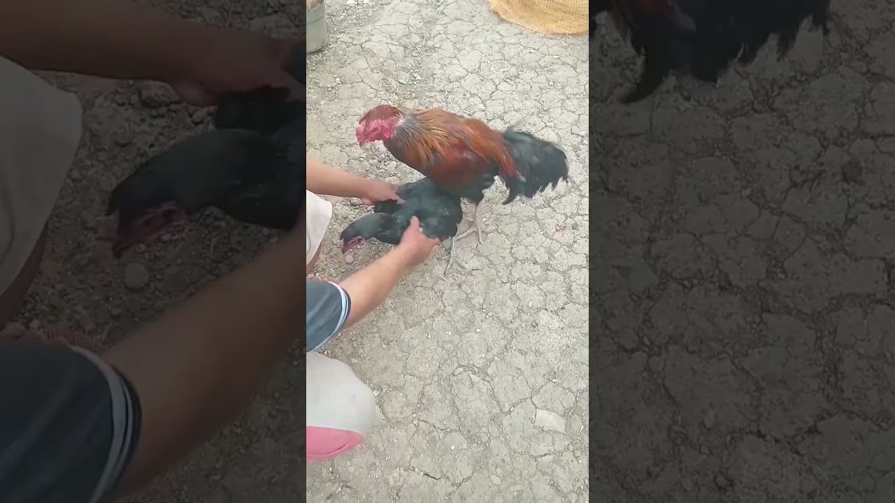 Cara Mengawinkan Ayam Bangkok Di Jamin Efisien