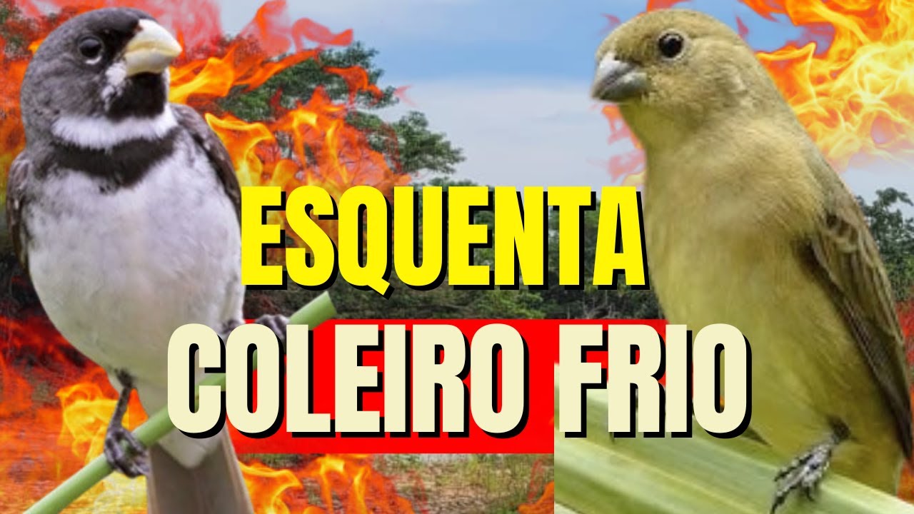 ESQUENTAR COLEIRO TUÍ TUÍ COM COLEIRO TUÍ-TUÍ E FÊMEA CHAMANDO PARA ESQUENTAR COLEIRO TUÍ-TUÍ
