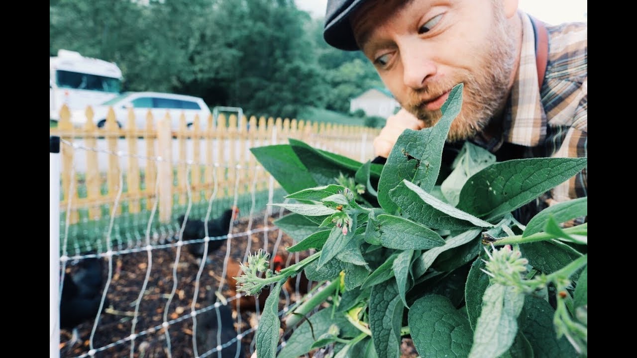 Why farm Animals Refused this SUPER FOOD (Comfrey)