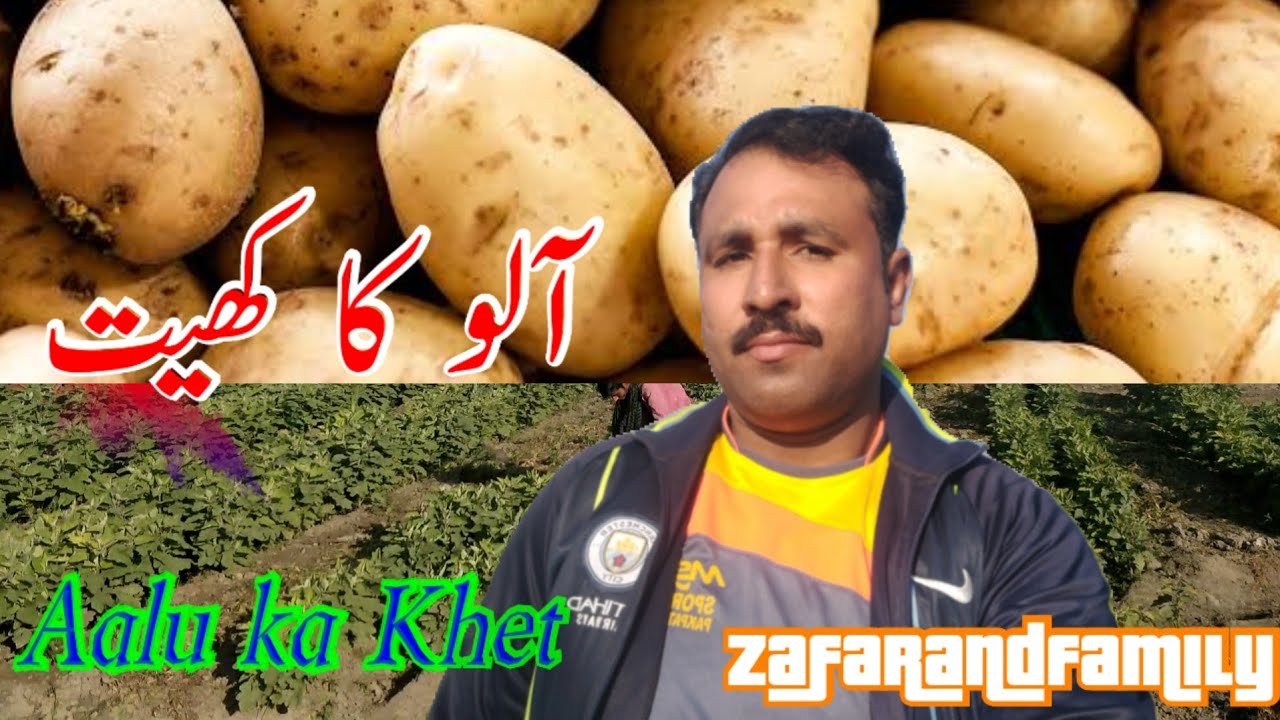 Aalu ka Khet#آلو کا کھیت #day #27# Zafarandfamily