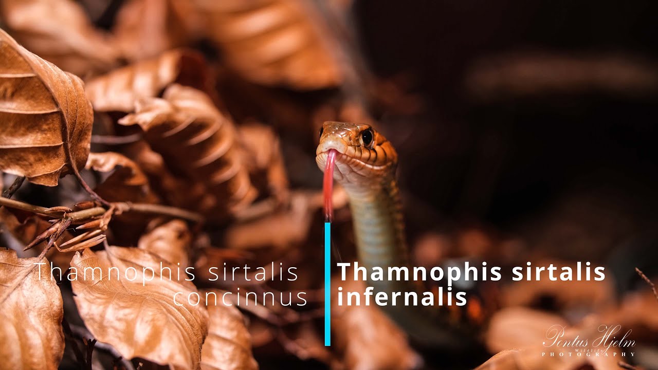 Thamnophis sirtalis infernalis &uml;Feeding&uml;