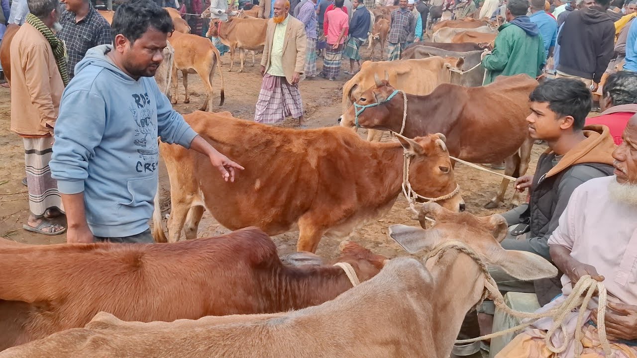 আজ ২/২/২৬ | সাতক্ষীরা ও কুমিল্লার খামারী কেমন দামে হাড্ডিসার গরু কিনলেন/কিনছেন | আমবাড়ী হাট 