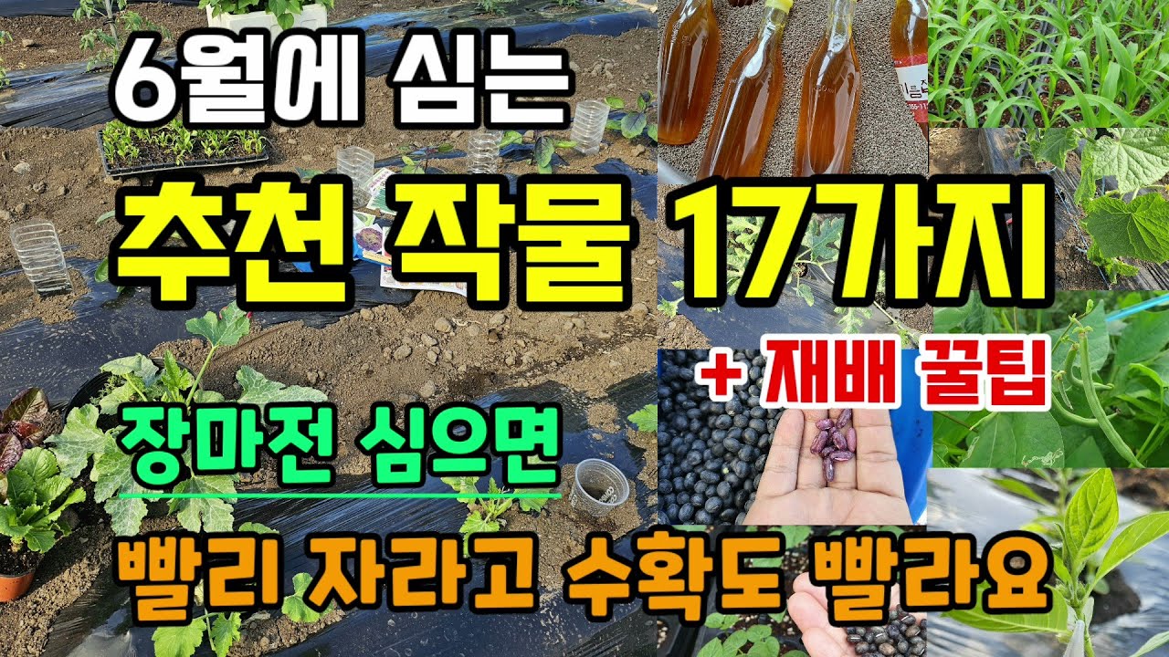 6월에 심는 추천작물 17가지 재배꿀팁 장마전 심으면 빨리 자라고 수확도 빨라요 마늘양파감자 수확후 심는작물 #6월에심는작물