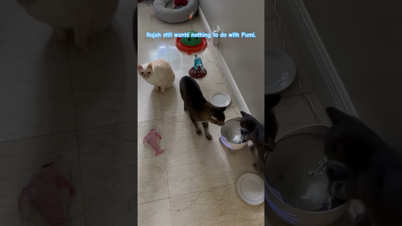 Fumi wants acceptance. @FumiTheKitten #cat #kitten #cute #viral #pet #shorts #shortvideo
