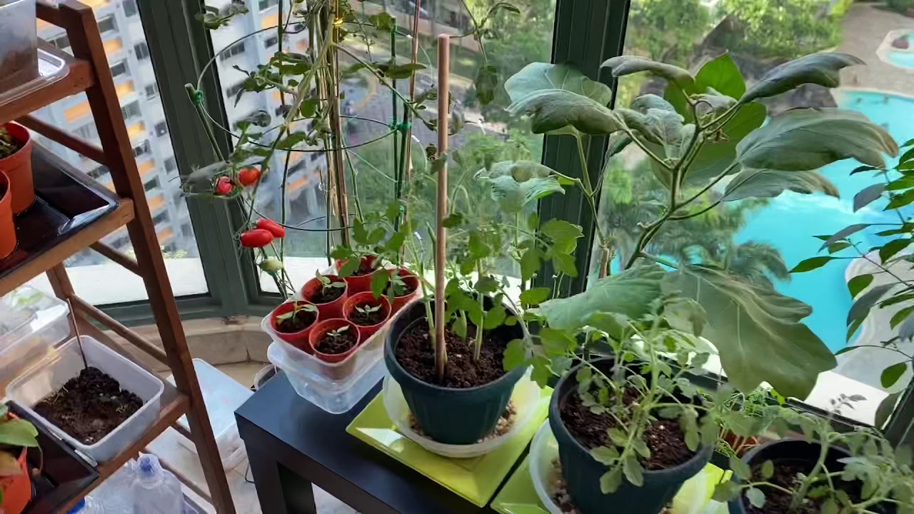 AC Ledge Garden Episode 2