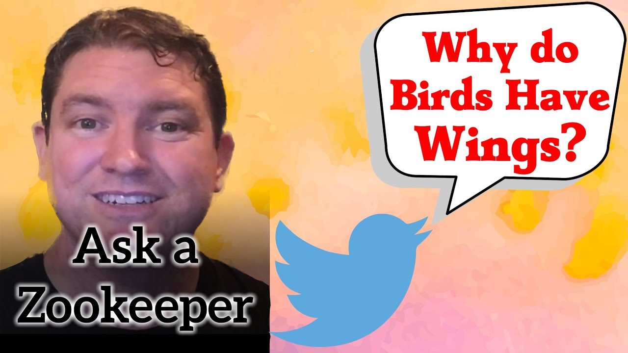Why do Birds Have Wings? - Ask A Zookeeper 8
