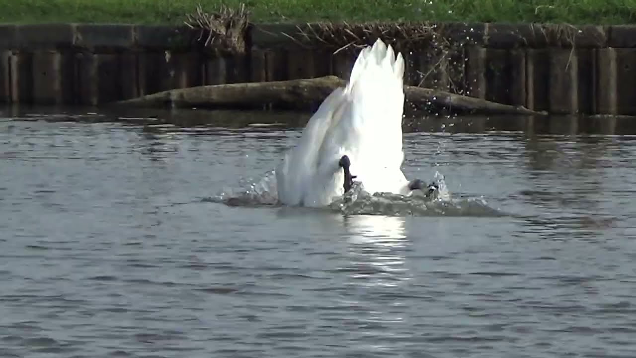 Going Crazy 2 #muteswans #muteswan #swans #swan #cygnusolor #waterbirds #aquaticbirds #wildanimals