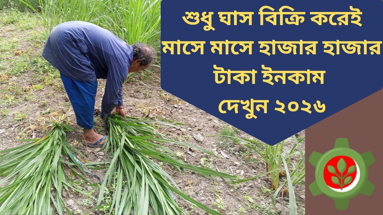 Agro Business Idea | হাইব্রিড ঘাস বিক্রি করে প্রতি মাসে হাজার হাজার টাকা ইনকাম