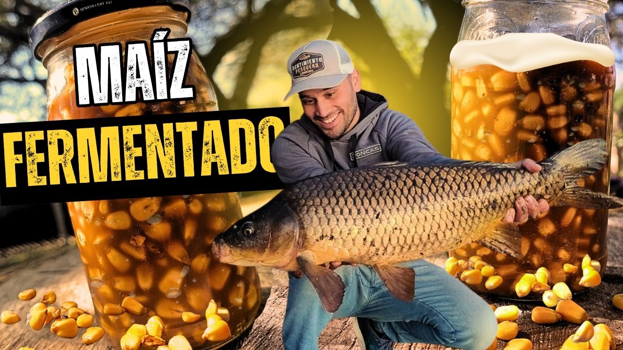 COMO preparar el MEJOR MAIZ FERMENTADO para PESCAR CARPAS  | Tutorial