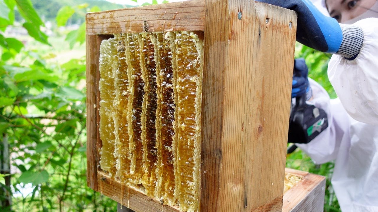 Сбор летнего меда, Традиционное японское пчеловодство, Apis cerana japonica.