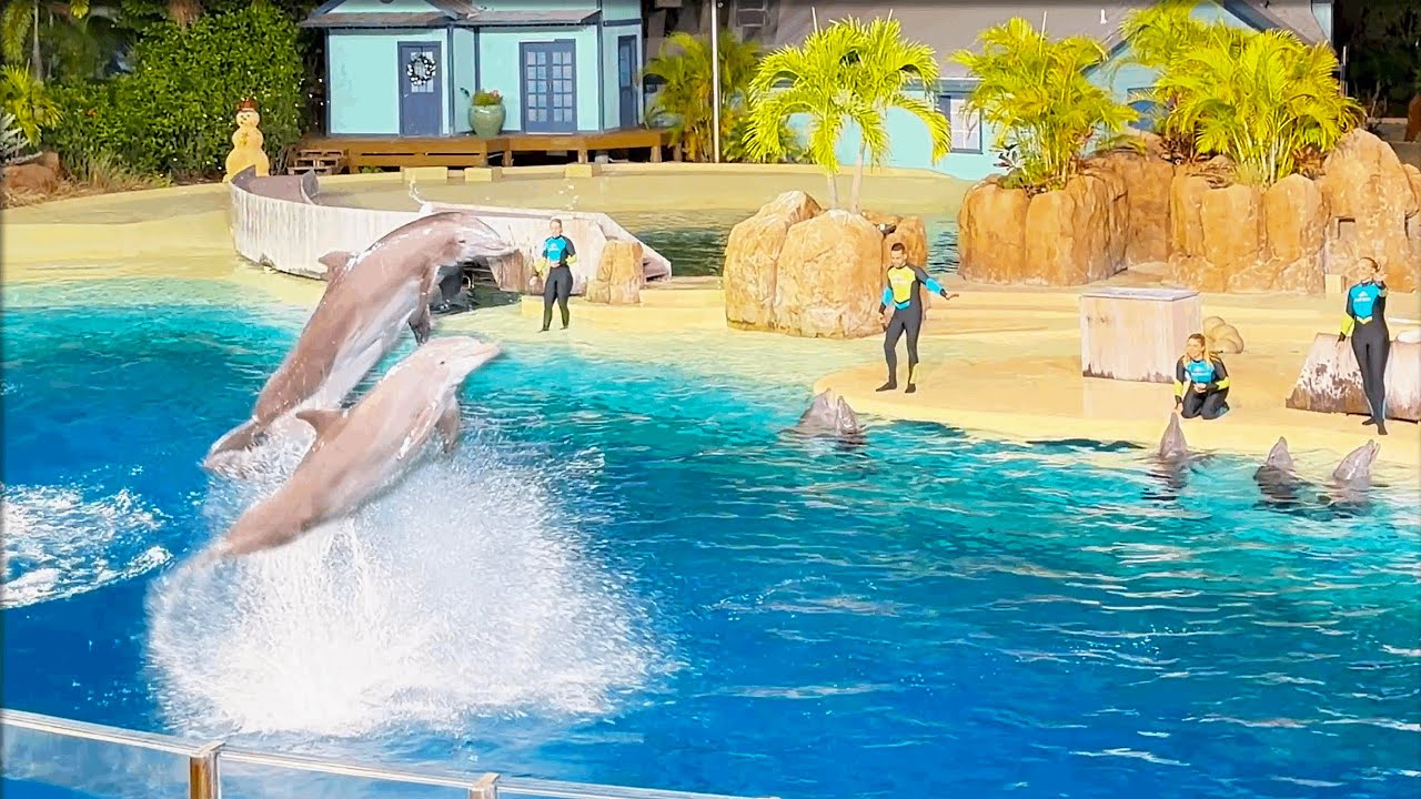 Dolphin Adventures Full Show 2025 | SeaWorld Orlando (4K) December 20, 2025