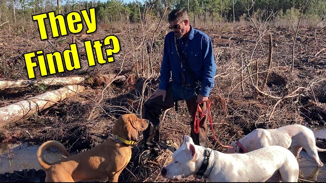 MUST SEE!!  Incredible Deer Dog Tracking with Dogo Argentino | Florida Deer Hunting