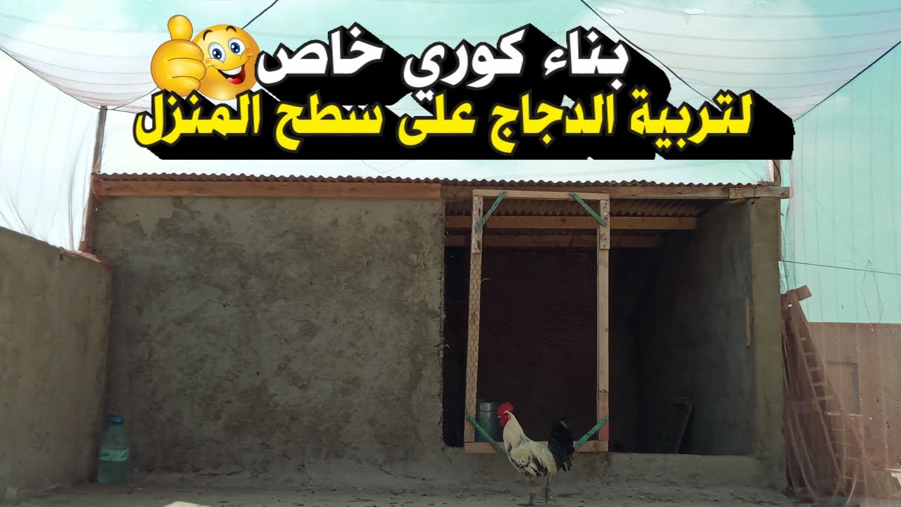 تجربتي في بناء خم أو كوري لتربية الدجاج البلدي و الفيومي على سطح المنزل، نصائح مهمة قبل البناء