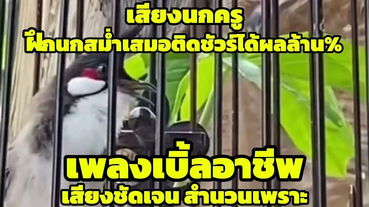 เสียงนกกรงหัวจุก เพลงเบิ้ลอาชีพ ฝึกนกสม่ำเสมอติดชัวร์ล้าน% #เสียงกระตุ้นนกรงหัวจุก #นกเบิ้ลอาชีพ