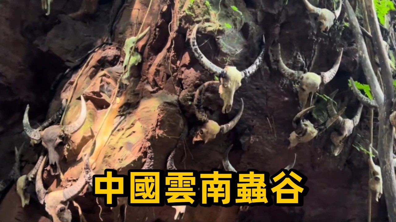 中國雲南蟲谷！遍地都是未知動物的遺骸，頭骨掛滿山谷，竟然還有驚人發現#洞穴探險 #神奇大自然#冒險 #戶外 #洞穴探險 #探險