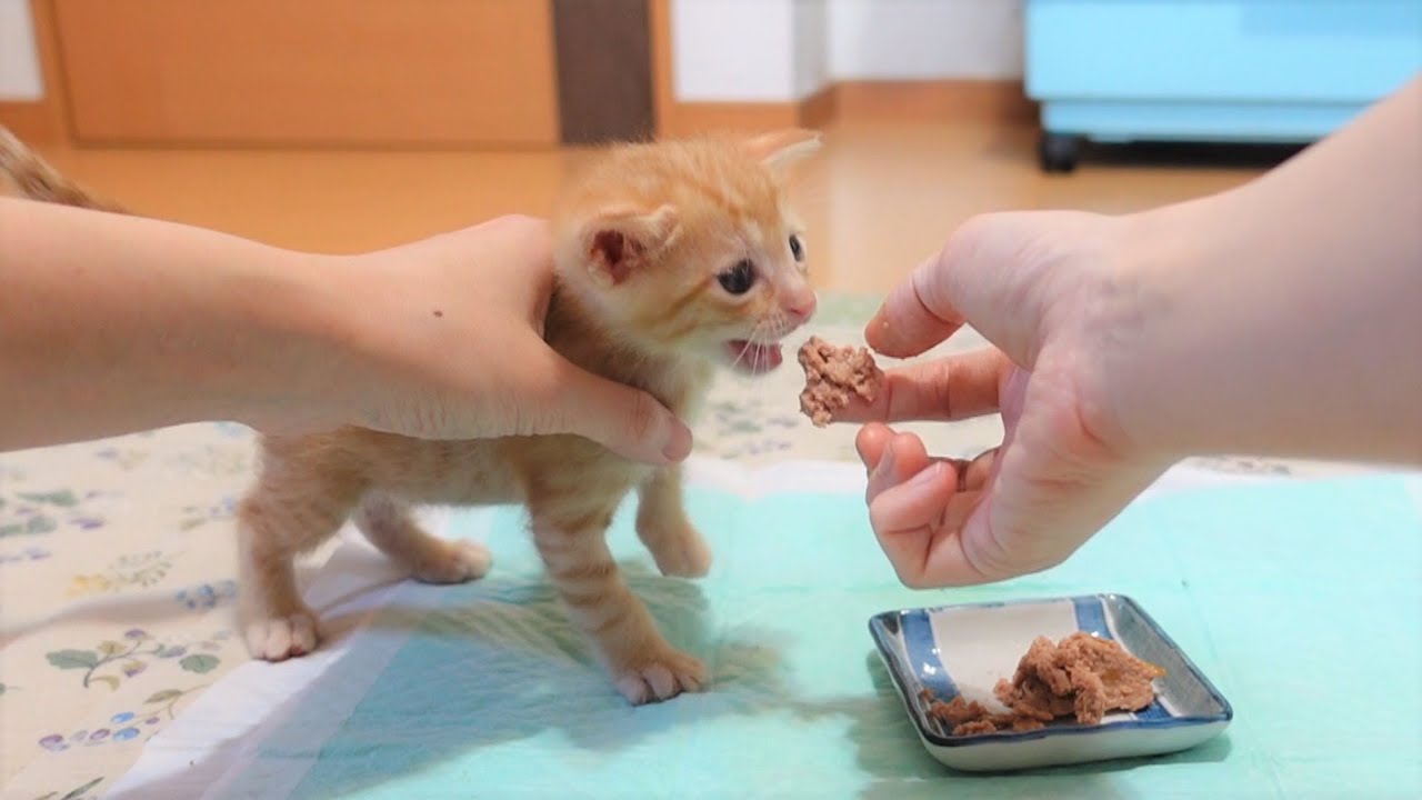 【生後28日】初めての離乳食が美味しすぎてがつがつ食べる子猫