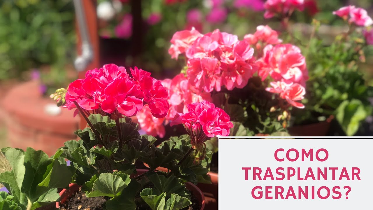 Como trasplantar geranios/malva/malvones/novios