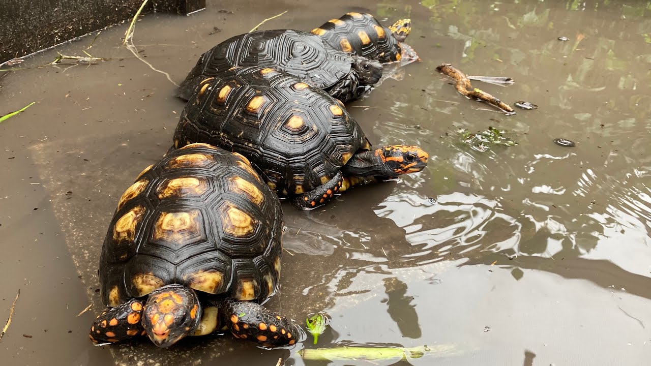 TROPICAL STORM MAKES ME MOVE MY PET TURTLES!