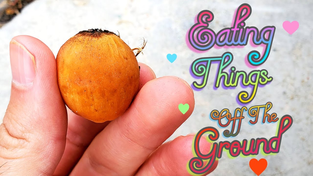 QUEEN PALM - Foraged Edible Fruit in New Orleans - Weird Fruit Explorer