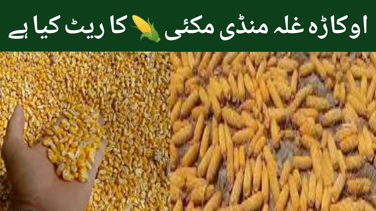Okara galla Mandi corn price today Punjab|Maize ka rate today Pakistan|Makki ka rate AaJ ka