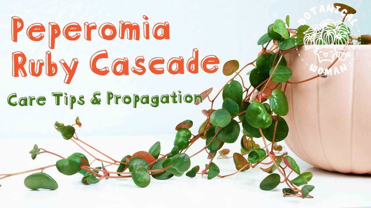 Peperomia Ruby Cascade Repot with me - Care Tips & Propagation