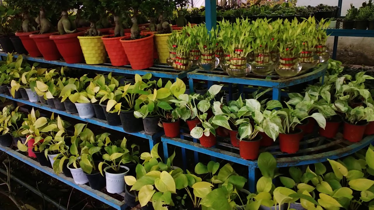 all types nursery plants available in this nursery/Gajraula nursery