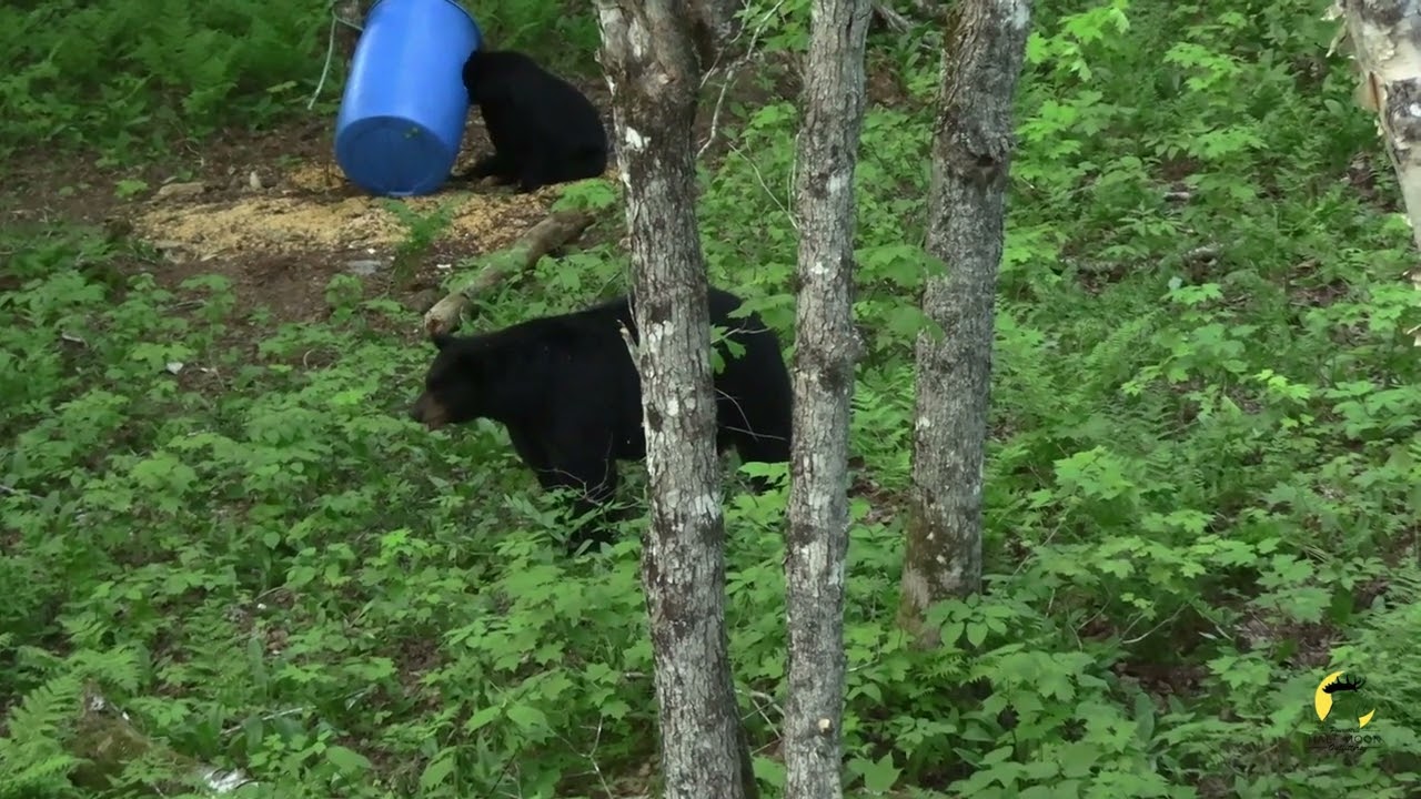 New Brunswick Spring Black Bear Hunt | Real Bowhunting Encounter