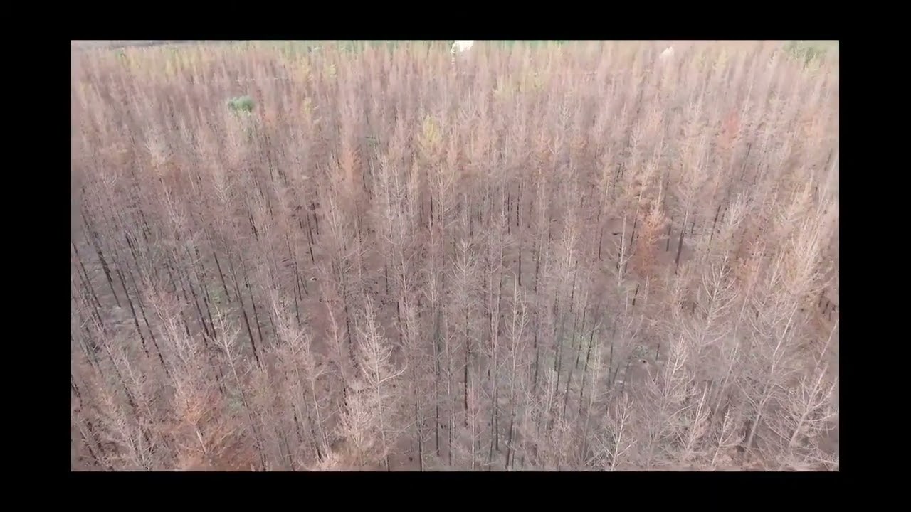 The Aftermath of three WA Bushfires