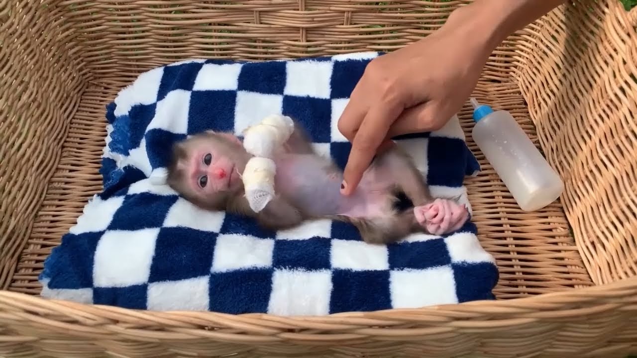 Adorable Baby Monkey Care Routine 🐒🍼 | Cute Rescue Monkey Gets Belly Rubs