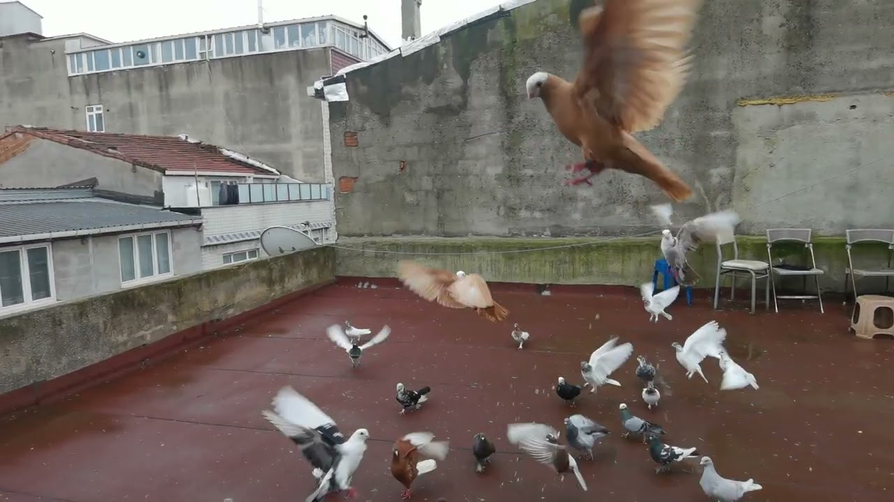 KAPLAN KELEBEK GÖZLER ÖLÜÜ 