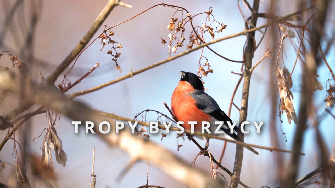 Tropy Bystrzycy. Zimowy spacer z aparatem w poszukiwaniu lisa.