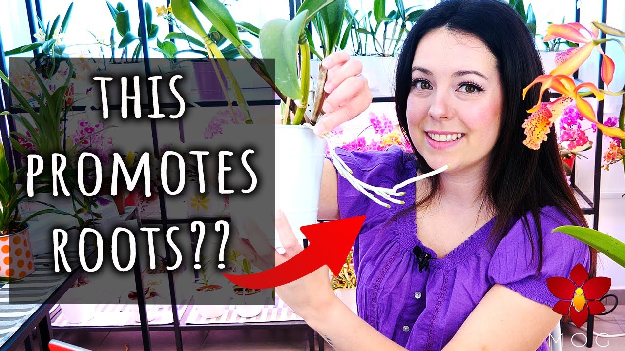 Promote roots on Orchids by growing them upside down? 🤔 Myth or Truth #18