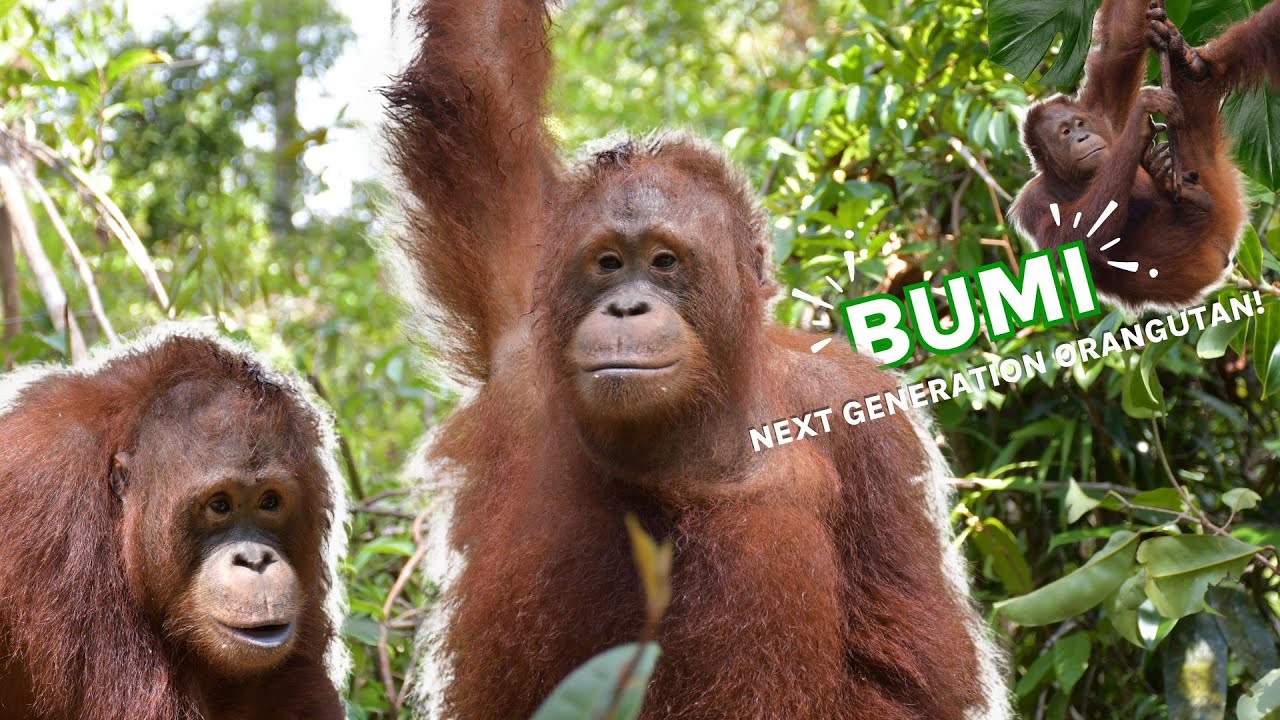 BUMI : NEXT GENERATION ORANGUTAN