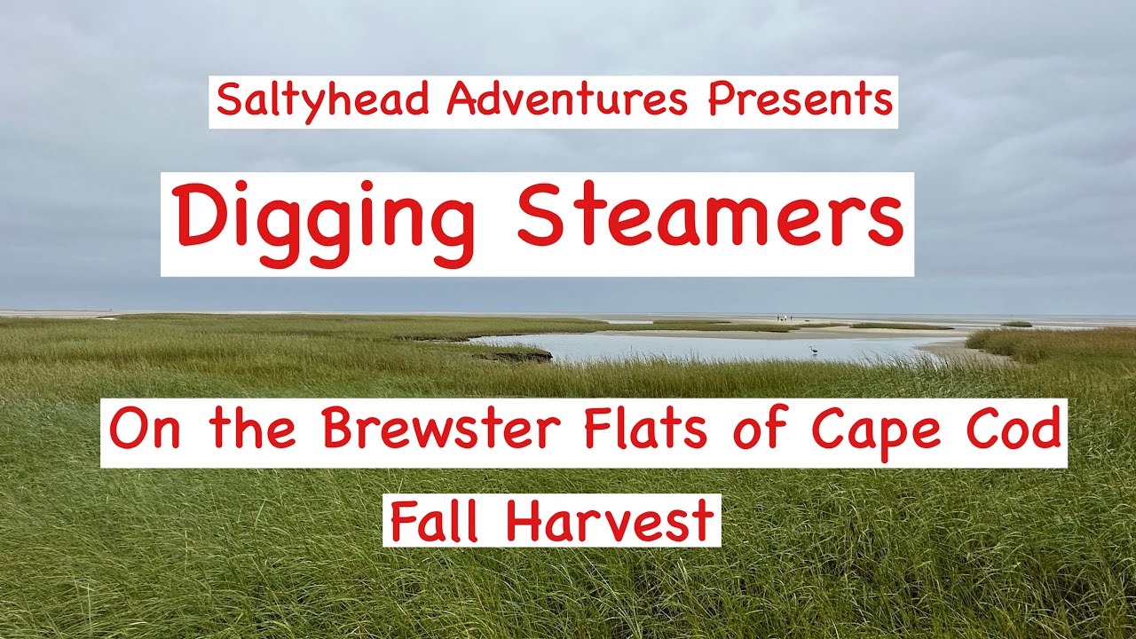 Digging Steamers on Cape Cod with Saltyhead