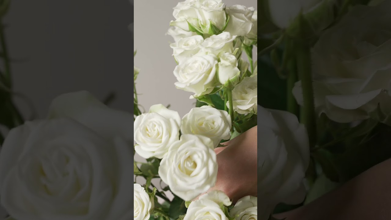 The New Rosaprima White/Cream Spray Roses #Rosaprima #floralelegance #sprayroses