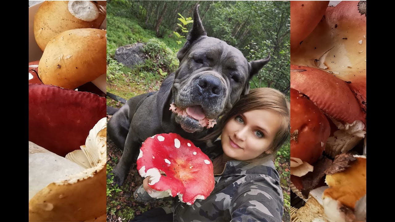 ГОТОВИМ СЫРОЕЖКИ ВКУСНО / COOKING MUSHROOMS IS DELICIOUS