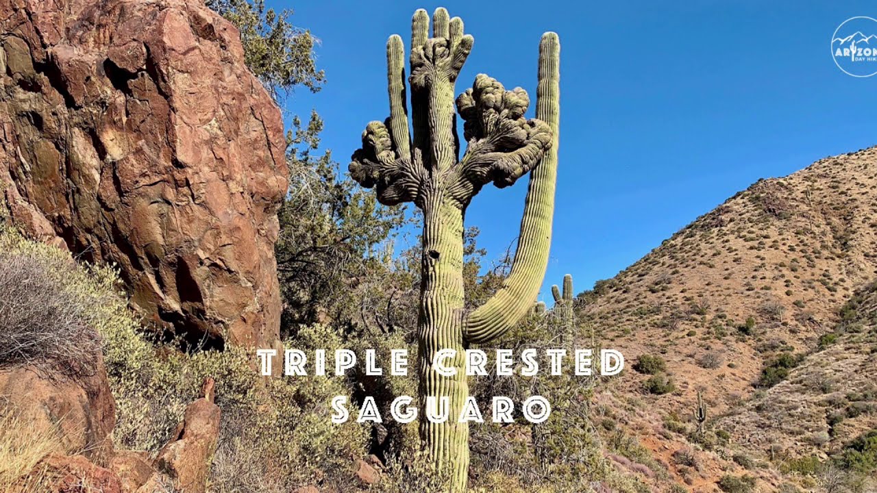HIKE IN SEVEN SPRINGS RECREATION AREA TO THE CREEK WITH BLUE ROCKS & A RARE TRIPLE CRESTED SAGUARO
