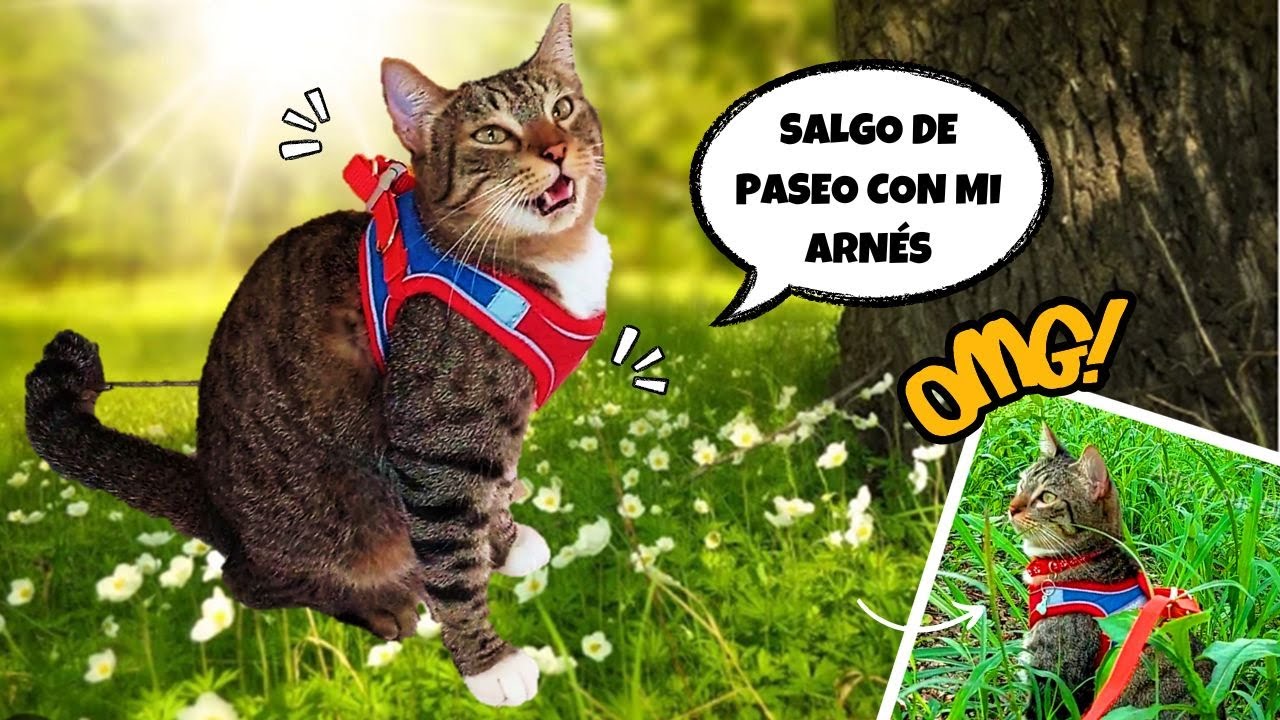 C&oacute;mo Entren&eacute; a mi GATO para sacarlo a pasear con ARNES por primera vez!  En 7 PASOS!  🙀 Traviss sale