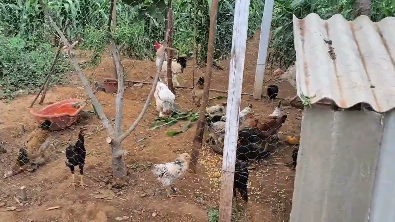 Galinheiro concluído.kk
