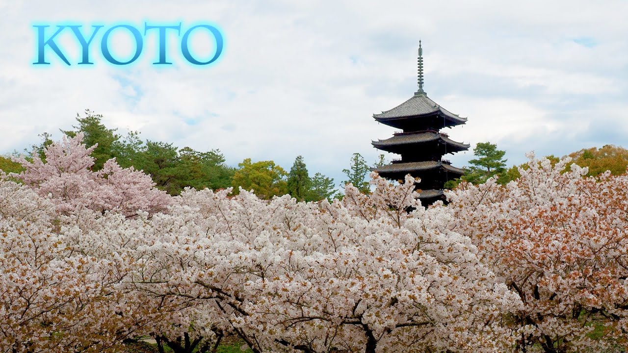 【Cherry blossoms】Late blooming cherry-trees are in full blossom at KYOTO 2021. #4K​​ #御室桜​ #桜 #原谷苑