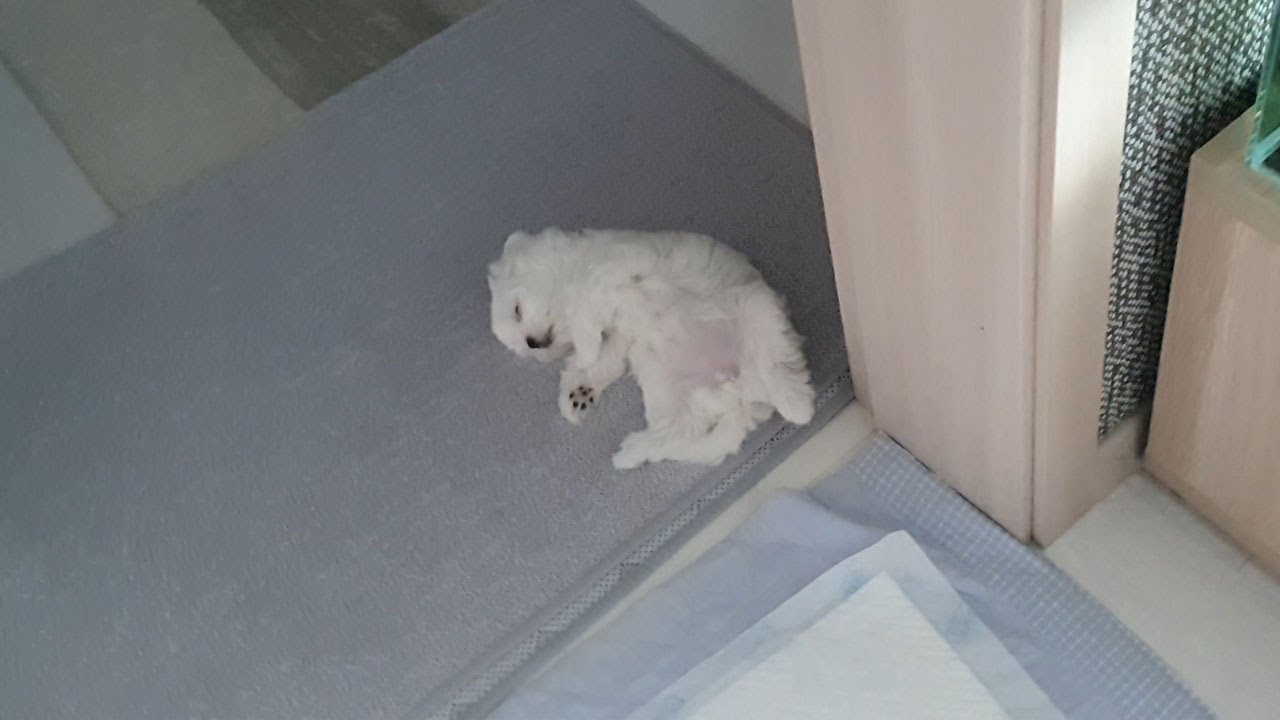 놀다가 잠든 아기 강아지