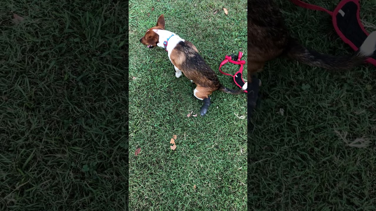 DOG LEGacy