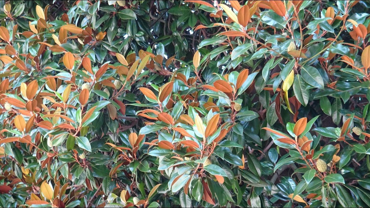 El Magnolio  o Magnolia Grandiflora.
