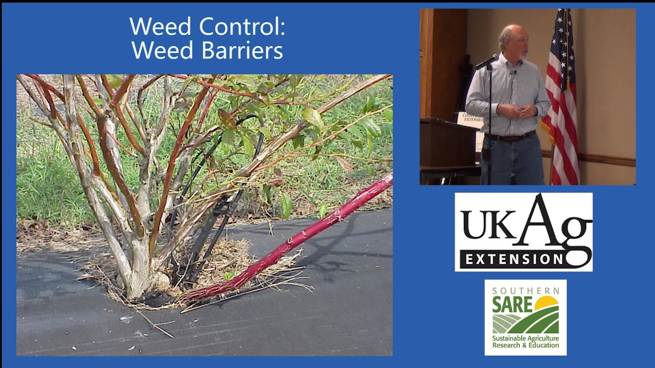 Blueberry Production in Kentucky Part 8-3: Organic Weed Barriers