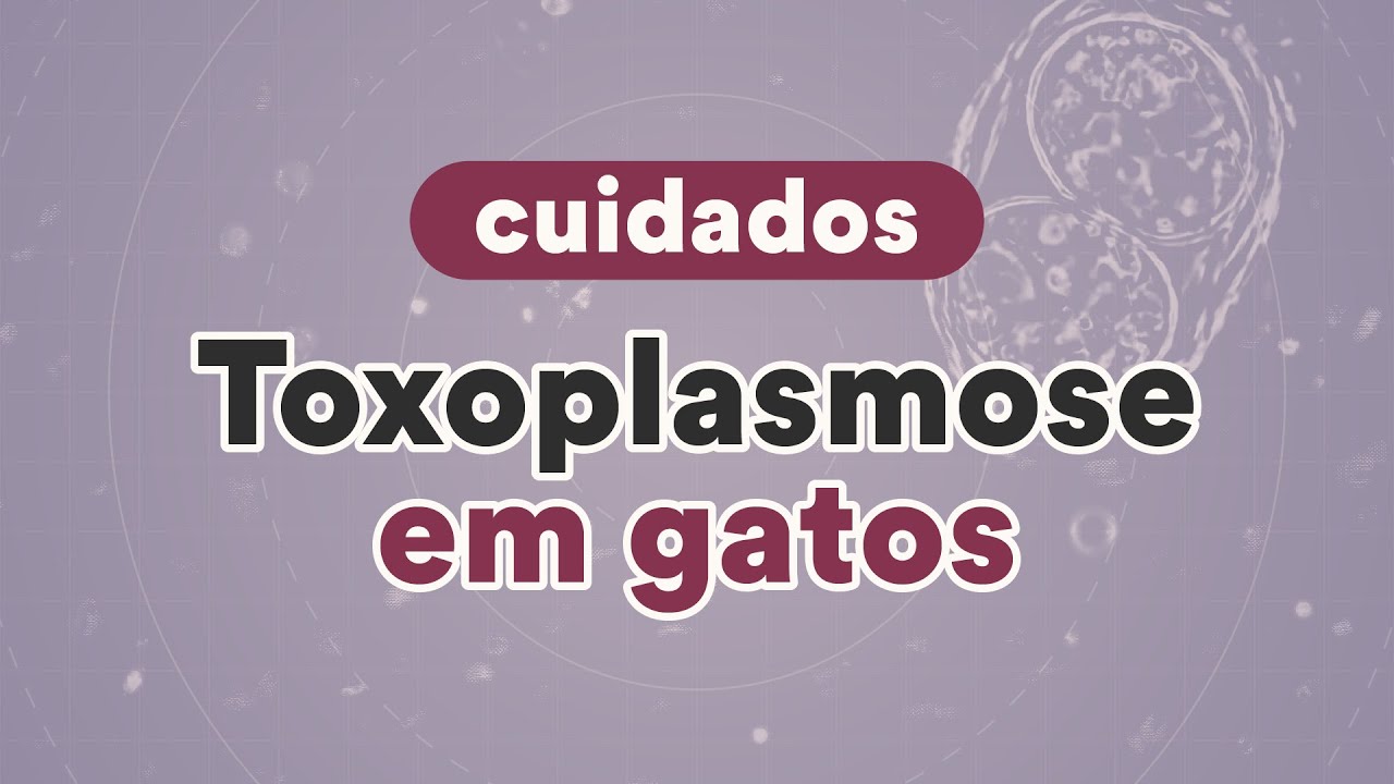 Toxoplasmose: tudo sobre a doen&ccedil;a | Petz TV Cuidados
