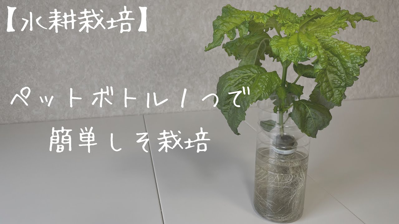【水耕栽培】ペットボトル１つで簡単しそ栽培　1日目〜57日目
