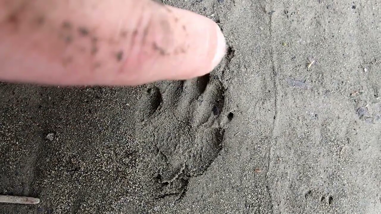 How To Identify Striped Skunk Tracks
