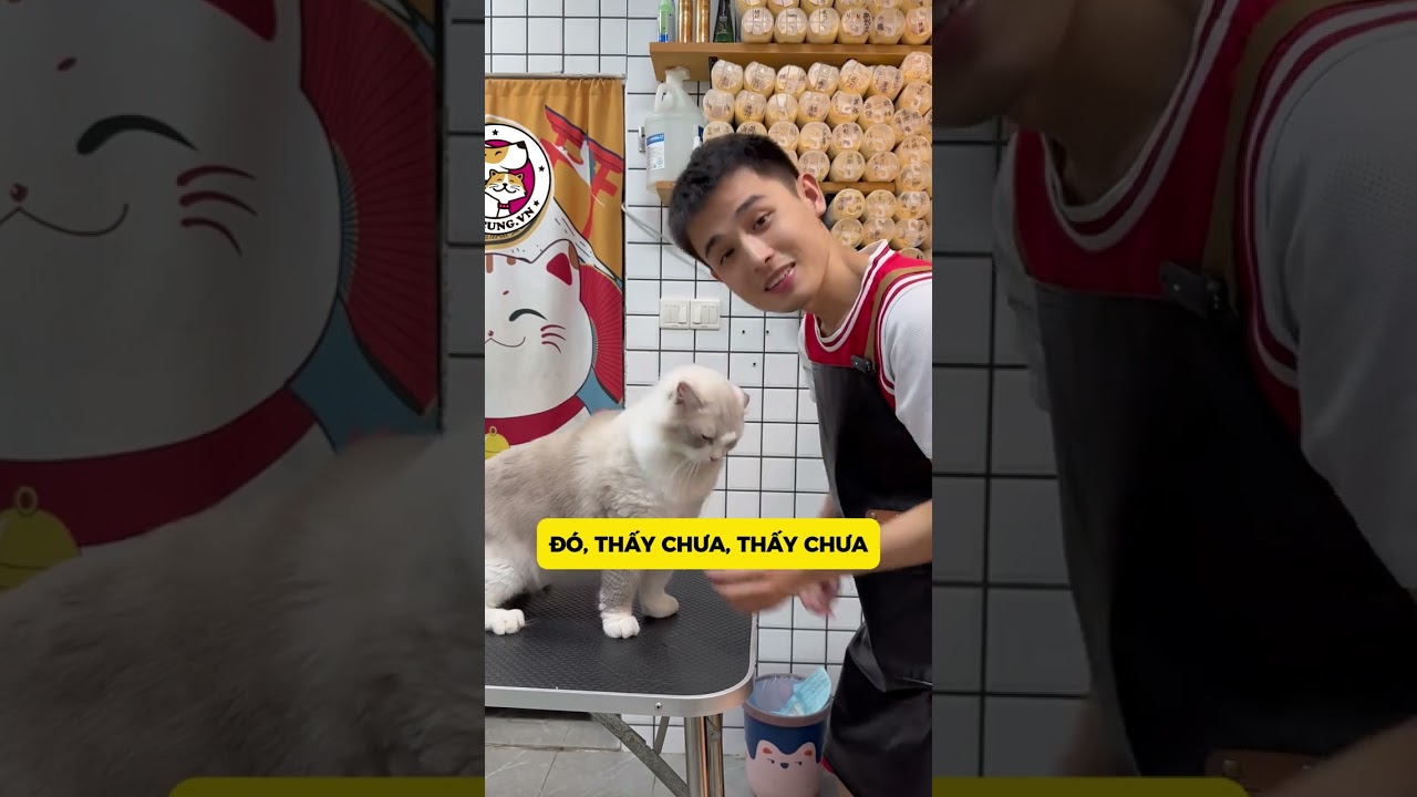 Bé Mèo Hiền Lành, Dễ Thương Đến Tắm Rửa, Nhìn Là Muốn Ôm Về Nhà Liền #pets #cat #grooming #meow